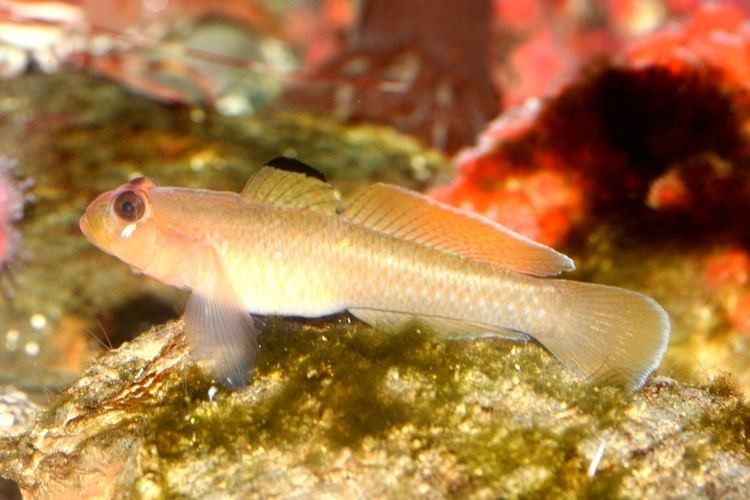 Blackeye goby Blackeye goby Dallas World Aquarium