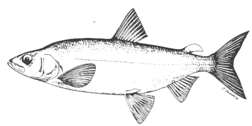 Blackfin cisco Species at Risk Public Registry COSEWIC Assessment and Update