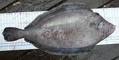 Blackfin flounder httpsuploadwikimediaorgwikipediacommonsthu