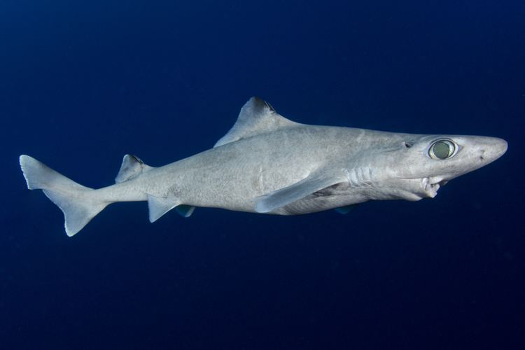 Blackfin gulper shark httpsstatic1squarespacecomstatic5666dc11a97