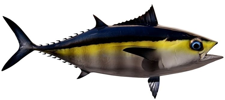 Blackfin tuna Blackfin Tuna Mounts by King Sailfish Mounts