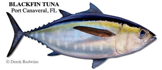 Blackfin tuna Blackfin Tuna Fishing Tips Port Canaveral amp Cocoa Beach