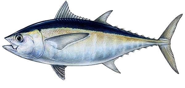 Blackfin tuna Blackfin tuna Wikipedia