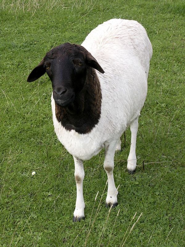 Blackhead Persian (sheep) FileBlackhead Persian sheepjpg Wikimedia Commons