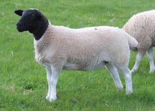 Blackhead Persian (sheep) Blackhead Persian Sheep