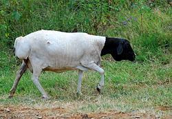 Blackhead Persian (sheep) Blackhead Persian sheep Wikipedia