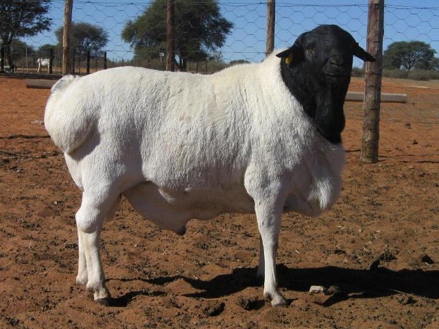 Blackhead Persian (sheep) wwwkarooexportscomimagesgallerypersianpersia