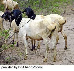 Blackhead Persian (sheep) Breeds of Livestock Blackhead Persian Sheep Breeds of Livestock