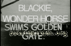 Blackie (horse) wwwoutsidelandsorgimagesblackietitlejpg