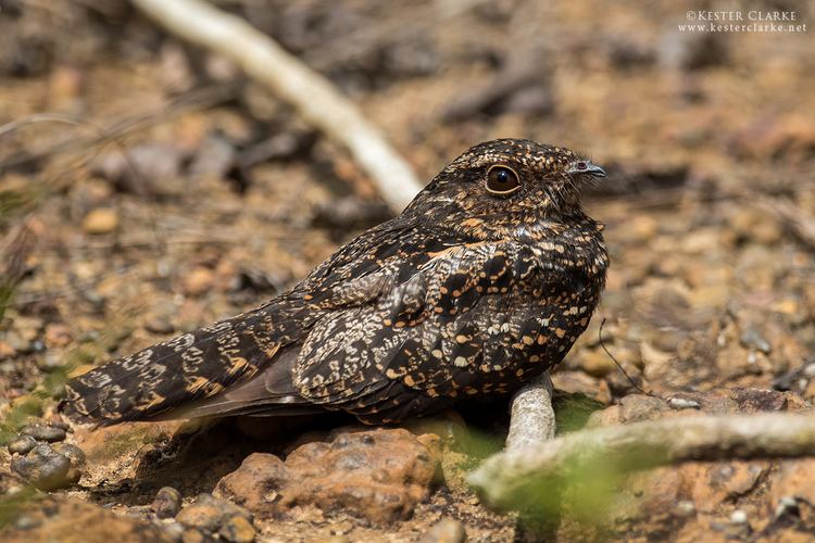 Blackish nightjar wwwkesterclarkenetwpcontentuploads201501ES