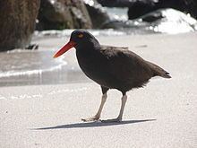 Blackish oystercatcher httpsuploadwikimediaorgwikipediacommonsthu