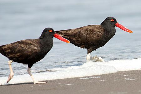 Blackish oystercatcher American Oystercatcher and Blackish Oystercatcher Photo Gallery