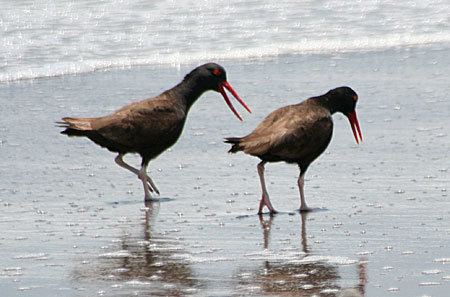 Blackish oystercatcher American Oystercatcher and Blackish Oystercatcher Photo Gallery