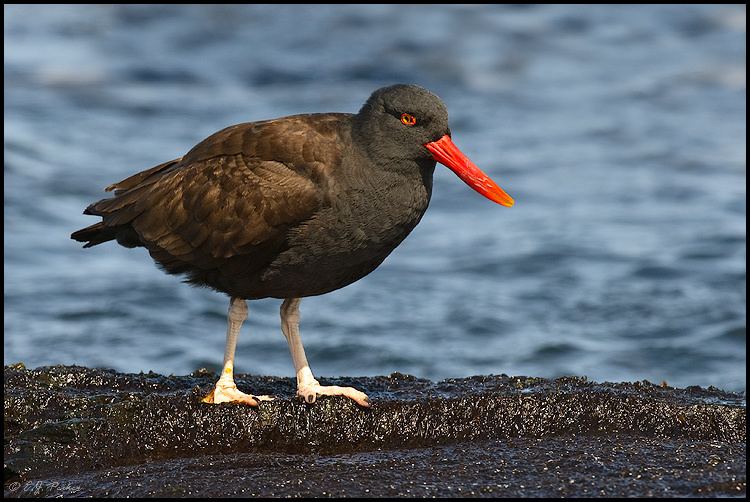 Blackish oystercatcher Blackish Oystercatcher Page