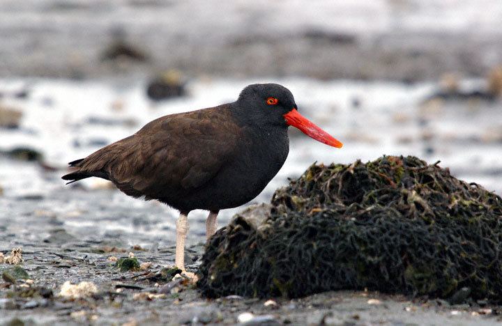 Blackish oystercatcher Blackish Oystercatcher Haematopus ater