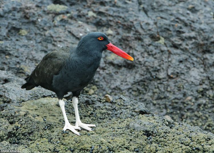 Blackish oystercatcher antpittacom Photo Gallery Oystercatchers