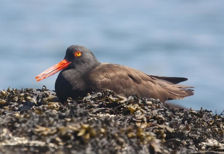 Blackish oystercatcher Photos of Blackish Oystercatcher Haematopus ater the Internet