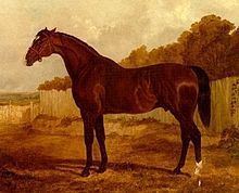 Blacklock (horse) httpsuploadwikimediaorgwikipediacommonsthu
