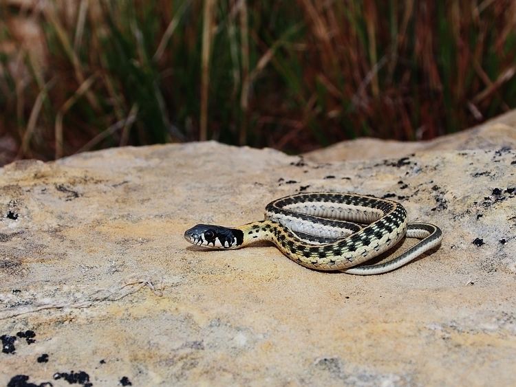 Blackneck garter snake Colorado Snakes Blackneck Garter Snake Thamnophis cyrtopsis
