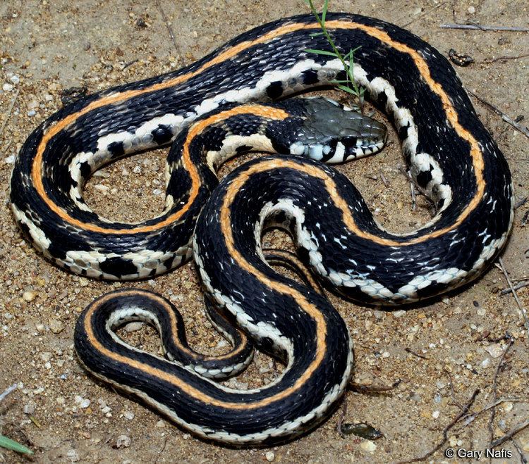 Blackneck garter snake wwwcaliforniaherpscomnoncalmiscmiscsnakesima