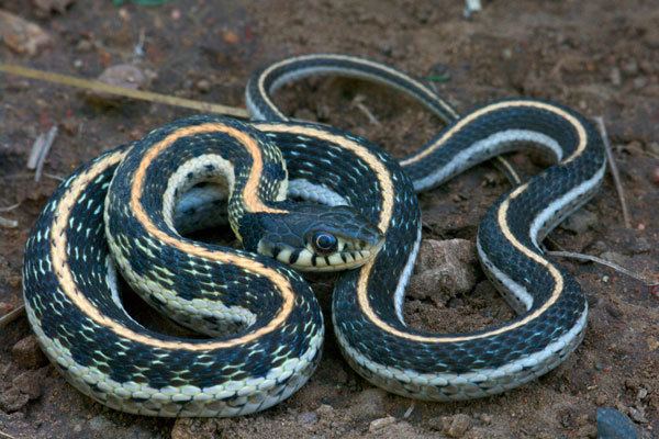 Blackneck garter snake Wild Herps Blacknecked Gartersnake Thamnophis cyrtopsis
