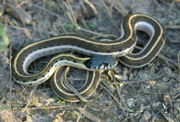 Blackneck garter snake Blacknecked Gartersnake Tucson Herpetological Society