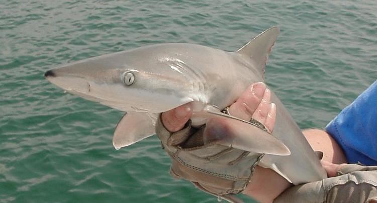 Carcharhinus falciformis - Wikiwand