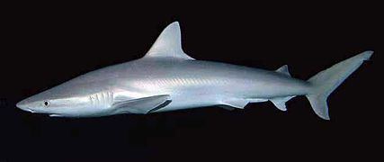 Blacknose shark Blacknose shark Wikipedia