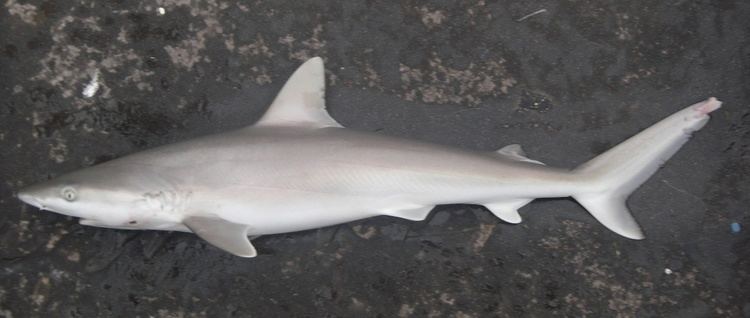 Carcharhinus falciformis - Wikiwand