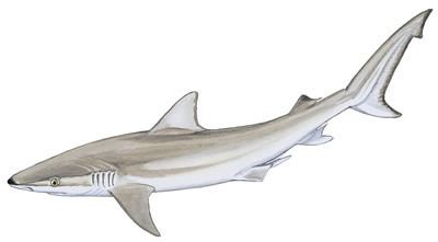 Blacknose shark Blacknose Shark Shark Research Institute