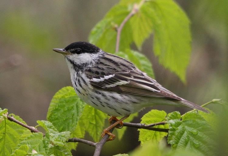 Blackpoll warbler Blackpoll Warbler quotDendroica striataquot Boreal Songbird Initiative