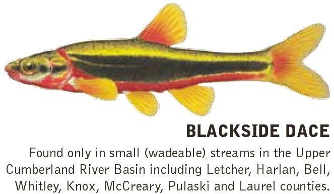 Blackside dace Kentucky Department of Fish amp Wildlife General Information