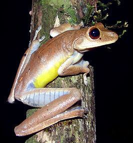 Blacksmith tree frog httpsuploadwikimediaorgwikipediacommonsthu