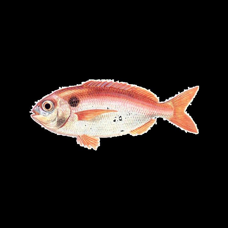Blackspot seabream Blackspot seabream Lorpex Fish