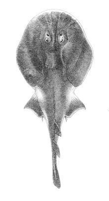 Blackspotted numbfish httpsuploadwikimediaorgwikipediacommonsthu
