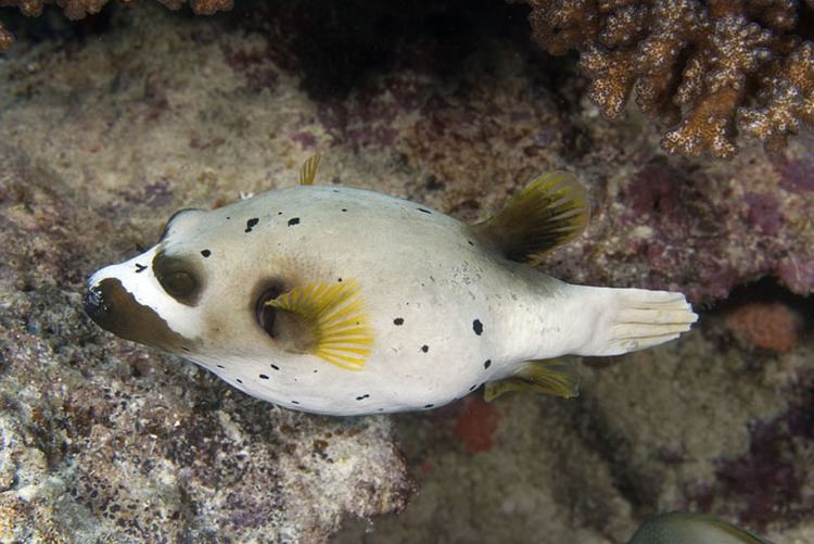 Blackspotted puffer - Alchetron, The Free Social Encyclopedia