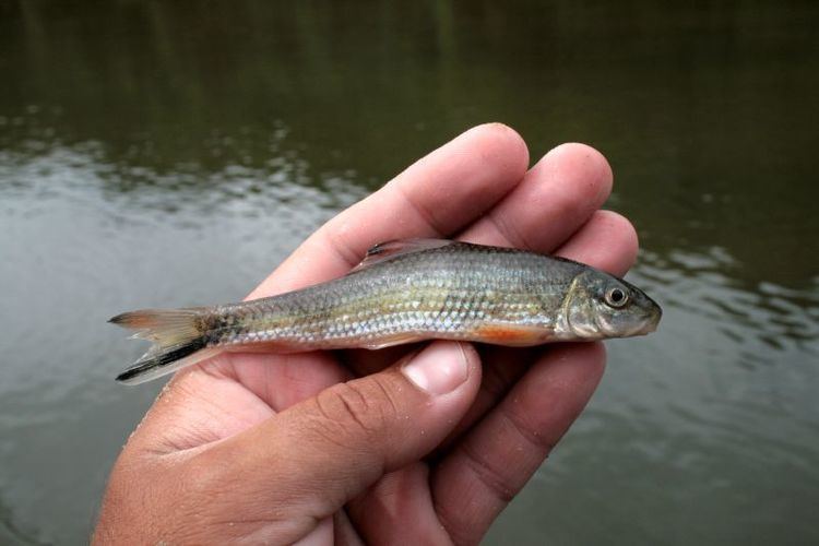 Blacktail redhorse Blacktail redhorse Wikipedia