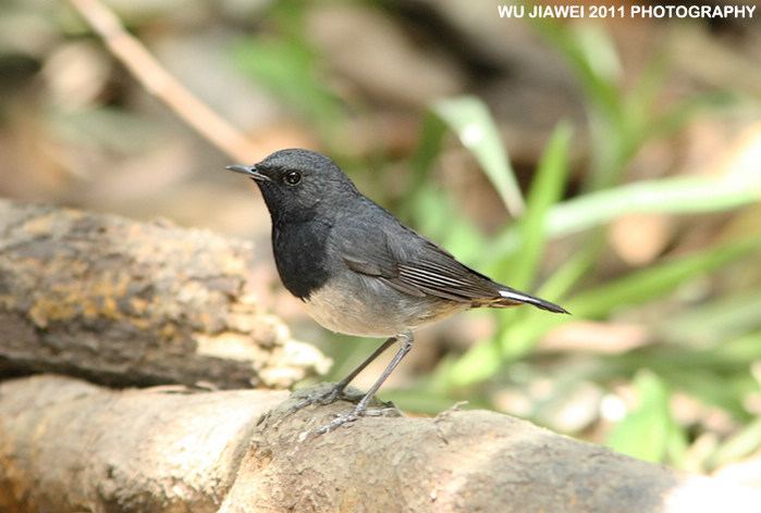 Blackthroat Blackthroat an Asian enigma resolved Birding Frontiers