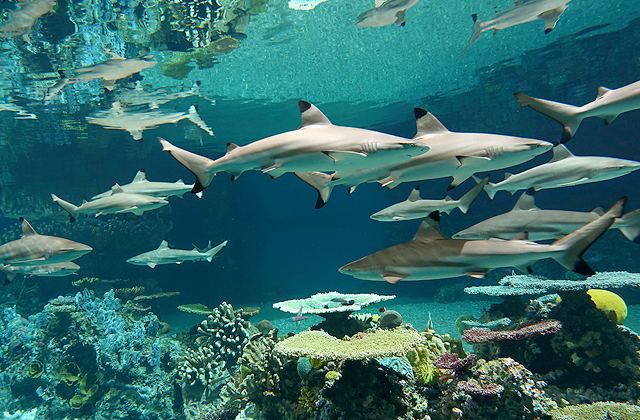 Blacktip reef shark National Aquarium Blacktip Reef Shark