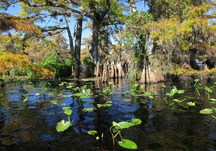 Blackwater Creek (Lake County, Florida) httpsi0wpcomwwwfloridaramblercomwpconten
