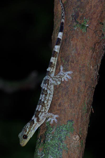 Blaesodactylus Wild Herps Antongil Velvet Gecko Blaesodactylus antongilensis