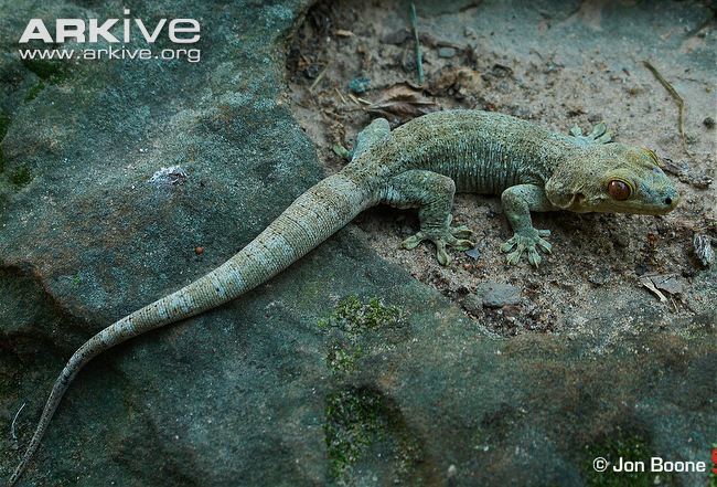 Blaesodactylus Madagascar velvet gecko photo Blaesodactylus boivini G135421