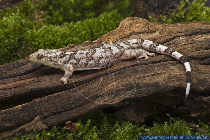 Blaesodactylus Blaesodactylus antongilensis alias Antongil Velvet Gecko