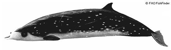 Blainville's beaked whale Blainville39s Beaked Whales Mesoplodon densirostris MarineBioorg