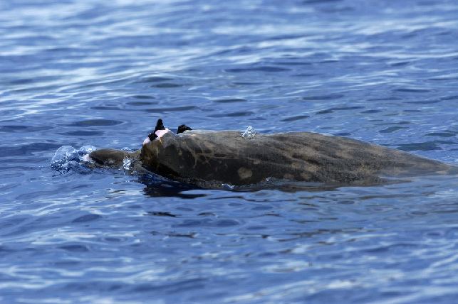 Blainville's beaked whale Blainville39s Beaked Whale ltemgtMesoplodon densirostrisltemgt NOAA