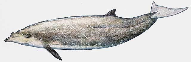 Blainville's beaked whale The Beaked Whale Resource Blainville39s Beaked Whale