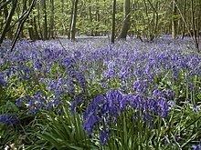 Blake's Wood & Lingwood Common httpsuploadwikimediaorgwikipediacommonsthu