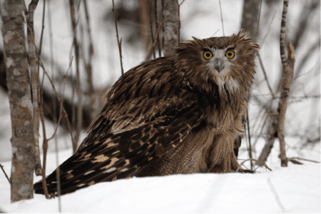 Blakiston's fish owl Blakiston39s Fish Owl Conservation Report Conjour