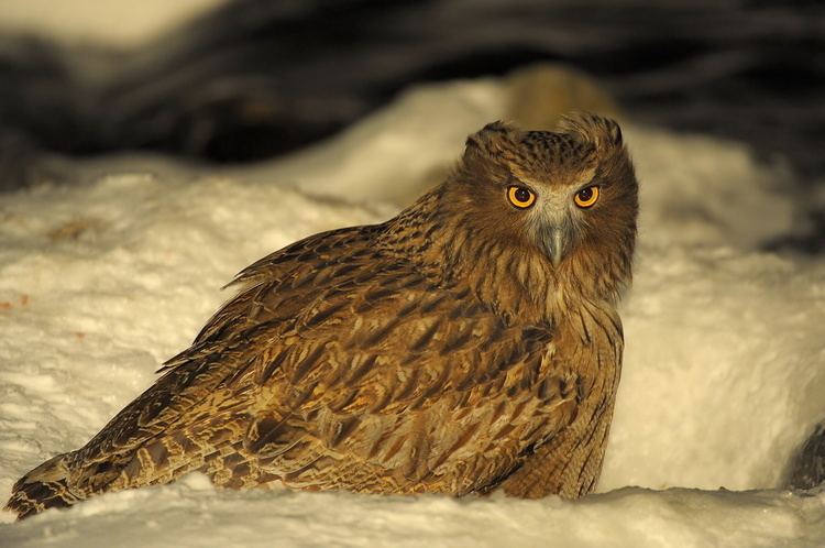 Blakiston's fish owl Blakiston39s FishOwl BirdNote