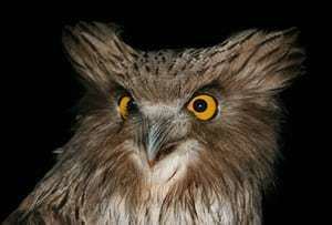 Blakiston's fish owl The owl man saving the incredible bird you39ve probably never heard